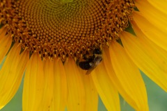 Rocking the pollinatin'... :)