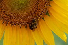 Rocking the pollinatin'... :)