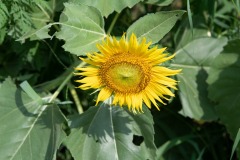 Baby sunflower...