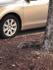 Sneaky squirrel...