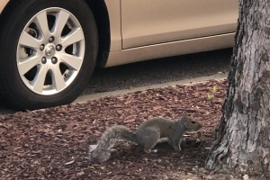 sunfox_20210810_001_squirrel