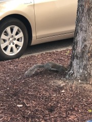 Sneaky squirrel...