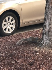 Sneaky squirrel...