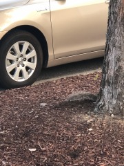 Sneaky squirrel...