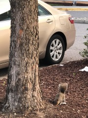 Sometimes you feel like a nut...