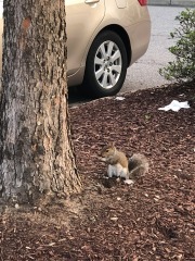 Sometimes you feel like a nut...