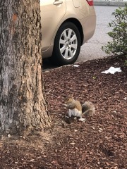 Sometimes you feel like a nut...