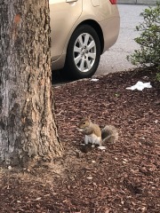 Sometimes you feel like a nut...