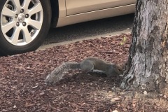 Sneaky squirrel...