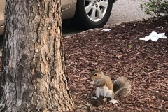 Sometimes you feel like a nut...
