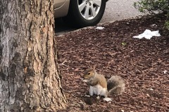 Sometimes you feel like a nut...