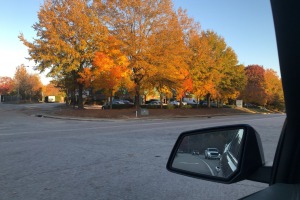 sunfox_20211117_001_fall
