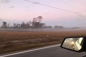 sunfox_20211118_001_fall