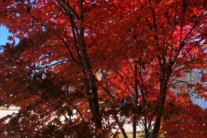 sunfox_20211123_001_fall