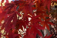 emw_20211123_112845_‬iPhrenalia_0022