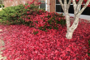 sunfox_20211209_001_fall