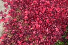 emw_20211209_122332_‬iPhrenalia_0551