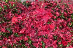 emw_20211209_122408_‬iPhrenalia_0556