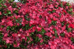 emw_20211209_122417_‬iPhrenalia_0557
