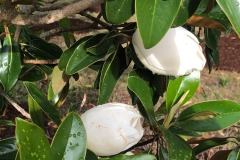 emw_20220523_182848_iPhrenalia_0099