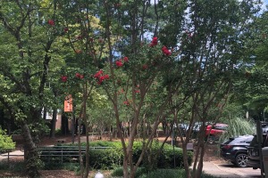 sunfox_20220715_001_flowers