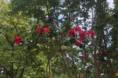 Pretty flowers whilst waiting for Alex at Athens Drive HS