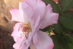 emw_20220818_173304_iPhrenalia_0014