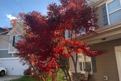 Love those leaves whilst they last!