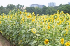 emw_20230722_124301_Dix_Park_0067