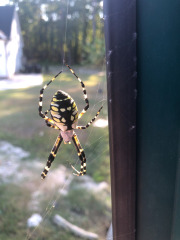 Really big signature spider!