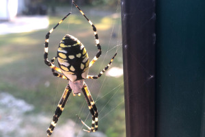 sunfox_20240929_001_spider
