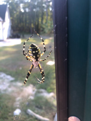 Really big signature spider!