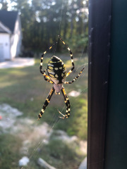Really big signature spider!