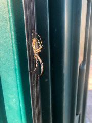 Really big signature spider!