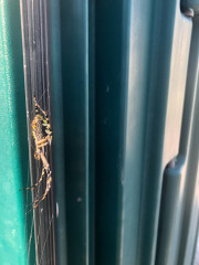 Really big signature spider!