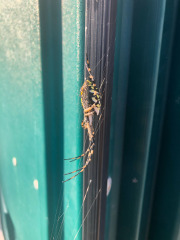 Really big signature spider!