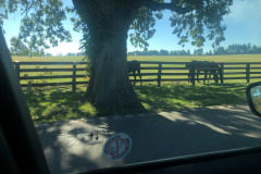 In the heart of Kentucky horse country... In the heart of Kentucky horse country...