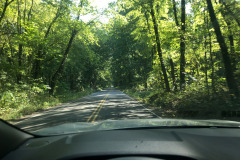 Pretty drive through a stand of trees... Pretty drive through a stand of trees...