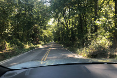 Pretty drive through a stand of trees... Pretty drive through a stand of trees...