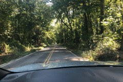 Pretty drive through a stand of trees... Pretty drive through a stand of trees...