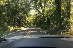 Pretty drive through a stand of trees... Pretty drive through a stand of trees...
