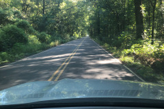 Pretty drive through a stand of trees... Pretty drive through a stand of trees...