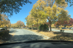 sunfox_20241022_001_fall