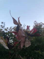 Signature spider hiding under the leaf...