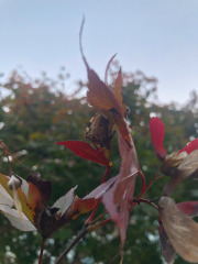 Signature spider hiding under the leaf...