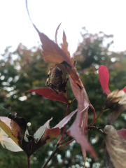 Signature spider hiding under the leaf...
