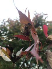 Signature spider hiding under the leaf...