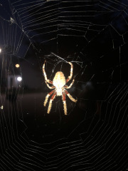 Getting up close and personal to the spider and its web...