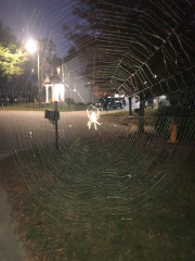 This was an impressive location for the web!