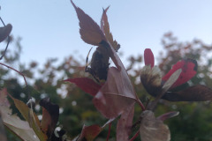 Signature spider hiding under the leaf...